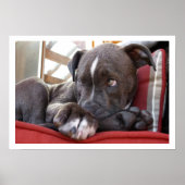 Cute Pit Bull Puppy Poster (Voorkant)