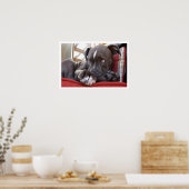 Cute Pit Bull Puppy Poster (Keuken)