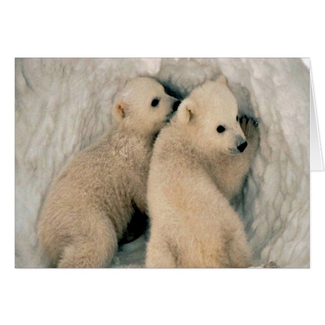 Cute Polar-beren (Voorkant Horizontaal)