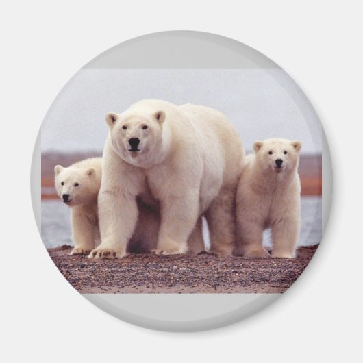 Cute Polar-beren Magneet (Voorkant)