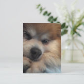 Cute Pomeranian BRIEFKAART (Staand voorkant)