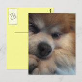 Cute Pomeranian BRIEFKAART (Voorkant / Achterkant)