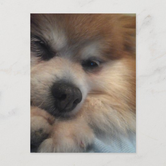 Cute Pomeranian BRIEFKAART (Voorkant)