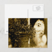 Cute Pomeranian Briefkaart (Voorkant / Achterkant)