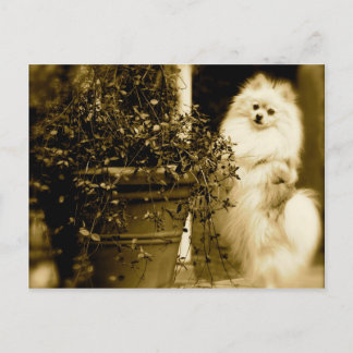 Cute Pomeranian Briefkaart