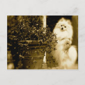 Cute Pomeranian Briefkaart (Voorkant)