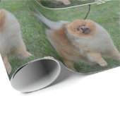 Cute Pomeranian Cadeaupapier (Rol Hoek)