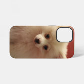 Cute Pomeranian Dog iPhone Hoesje (Achterkant horizontaal)