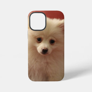Cute Pomeranian Dog iPhone 12 Mini Hoesje