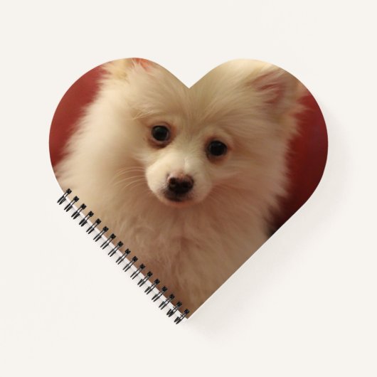 Cute Pomeranian Dog Notitieboek (Voorkant)