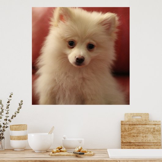 Cute Pomeranian Dog Poster (Keuken)