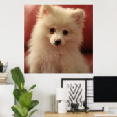 Cute Pomeranian Dog Poster (Thuiskantoor)