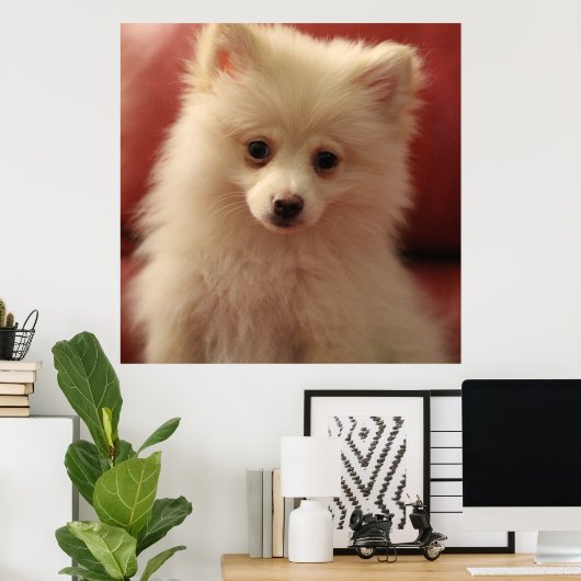 Cute Pomeranian Dog Poster (Thuiskantoor)
