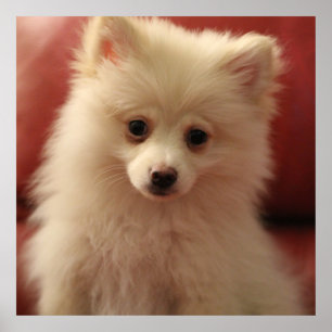 Cute Pomeranian Dog Poster