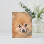 Cute Pomeranian Face Briefkaart (Staand voorkant)