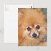 Cute Pomeranian Face Briefkaart (Voorkant / Achterkant)