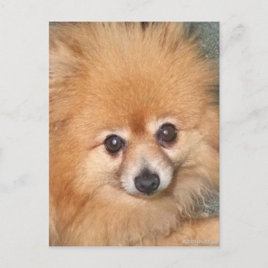 Cute Pomeranian Face Briefkaart (Voorkant)