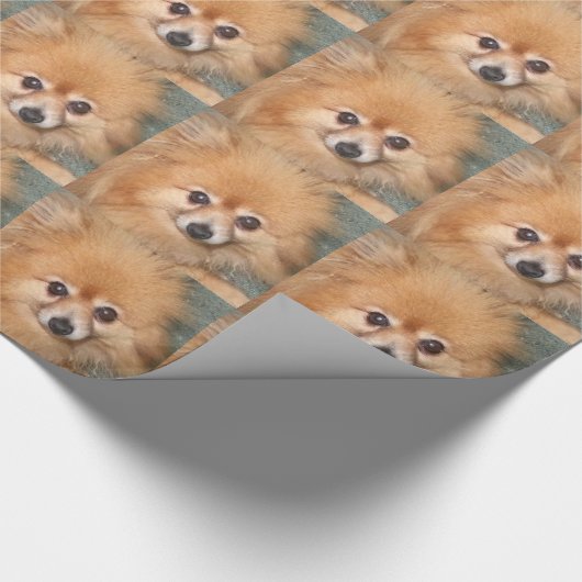 Cute Pomeranian Face Cadeaupapier (Hoek)