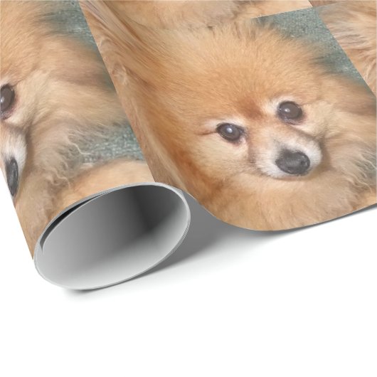 Cute Pomeranian Face Cadeaupapier (Rol Hoek)