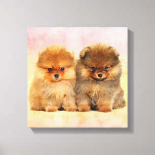 Cute Pomeranian German Spitz Puppies Canvas Afdruk
