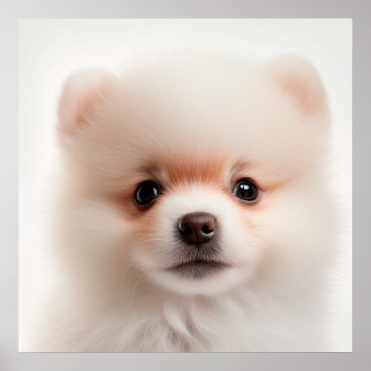 Cute Pomeranian Puppy Dog Portrait Poster (Voorkant)