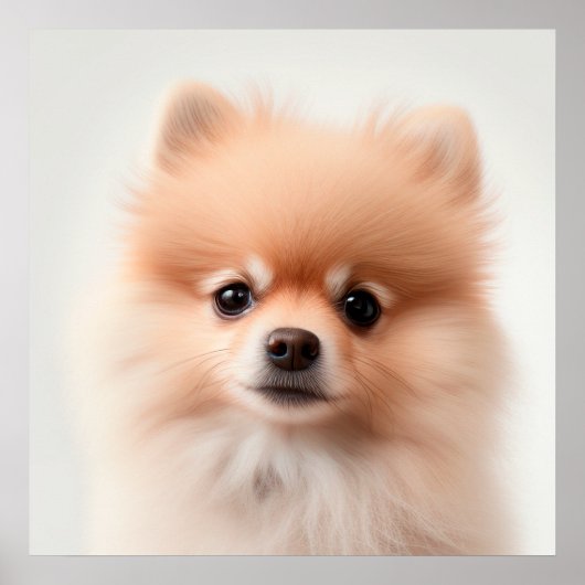 Cute Pomeranian Puppy-hond Portret Poster (2) (Voorkant)