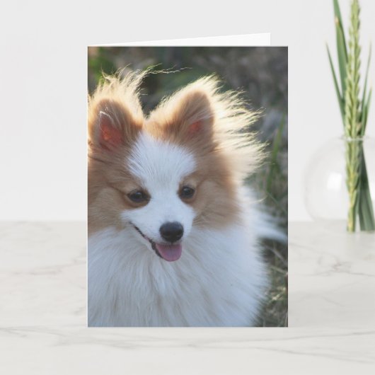 Cute Pomeranian Spitz Dog Portrait Photogram Kaart (Voorkant)