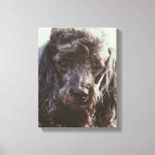 Cute Poodle Dog Face Eyes Canvas Afdruk