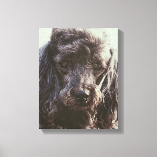 Cute Poodle Dog Face Eyes Canvas Afdruk (Voorkant)
