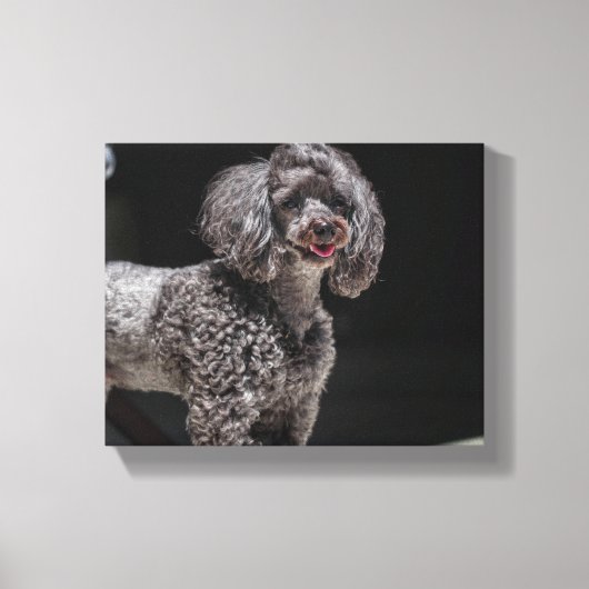 Cute Poodle Dog Face Eyes Tongue Canvas Afdruk (Voorkant)