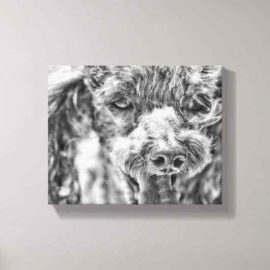 Cute Poodle Dog Face Eyes Tongue Canvas Afdruk (Voorkant)