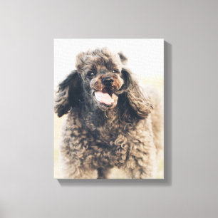 Cute Poodle Dog Face Smile glimlachen Canvas Afdruk