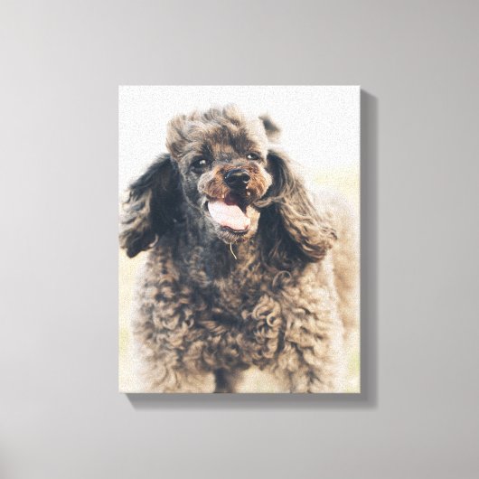 Cute Poodle Dog Face Smile glimlachen Canvas Afdruk (Voorkant)