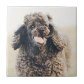 Cute Poodle Dog Face Smile glimlachen Tegeltje (Voorkant)