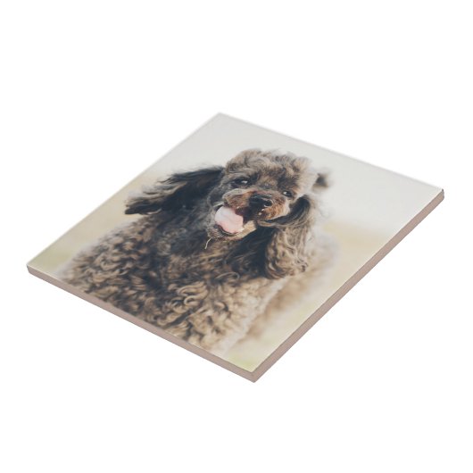 Cute Poodle Dog Face Smile glimlachen Tegeltje (Zijkant)