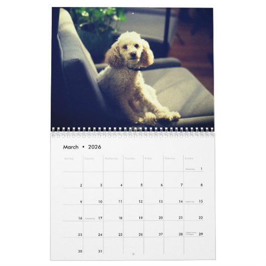 Cute Poodle Dog Kalender (Mar 2026)