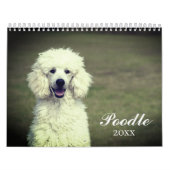 Cute Poodle Dog Kalender (Hoes)
