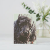 Cute Poodle Dog Puppy Face Eyes Briefkaart (Staand voorkant)