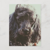 Cute Poodle Dog Puppy Face Eyes Briefkaart (Voorkant)