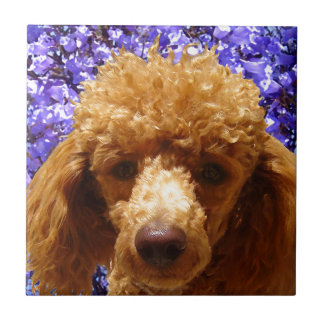 Cute Poodle Tegeltje