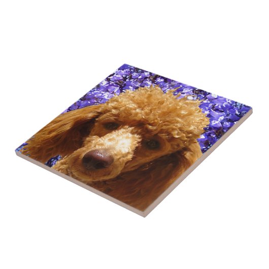 Cute Poodle Tegeltje (Zijkant)