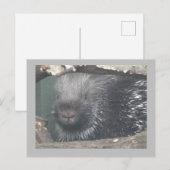 Cute Porcupine Face DIY Text Briefkaart (Voorkant / Achterkant)