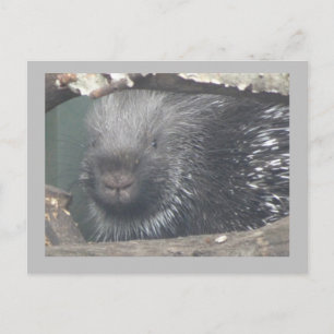 Cute Porcupine Face DIY Text Briefkaart