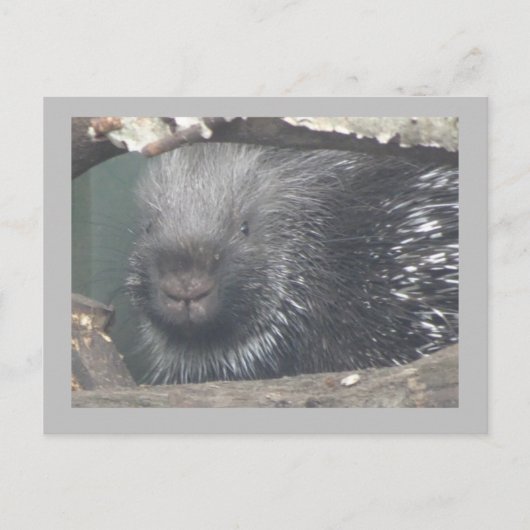 Cute Porcupine Face DIY Text Briefkaart (Voorkant)