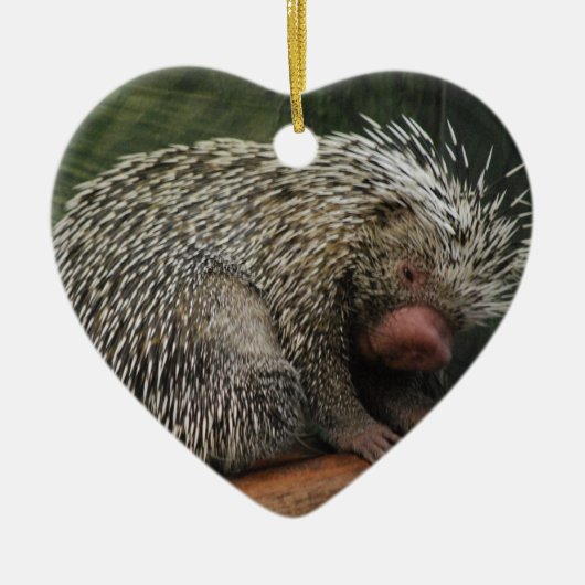 Cute Porcupine Ornament (Voorkant)