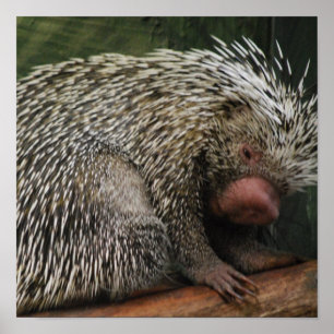 Cute Porcupine Poster
