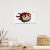  Cute Porcupinefish Pufferfish Balloonvis Poster (Keuken)