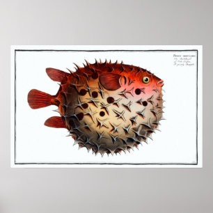 Cute Porcupinefish Pufferfish Balloonvis Poster