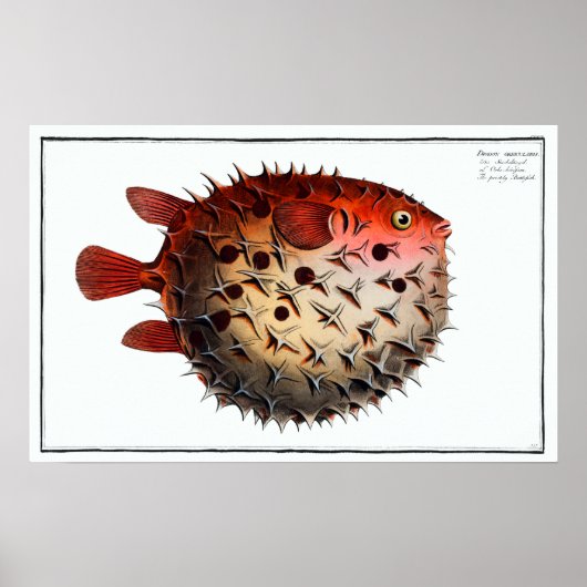  Cute Porcupinefish Pufferfish Balloonvis Poster (Voorkant)