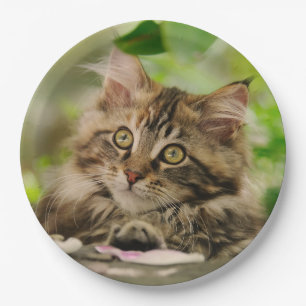 Cute Portrait Maine Coon Cat Kitten, Happy Party Papieren Bordje